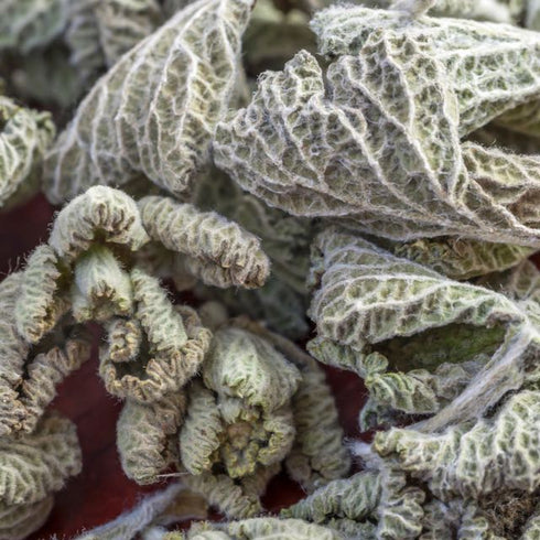 Horehound